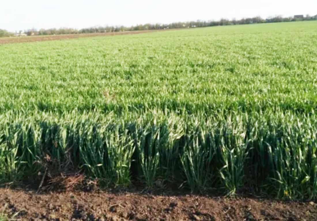 Пай на продажу под зерновые культуры в Одесской области