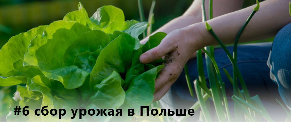 работа, сбор урожая в Польше